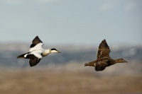 Kajka morska - Somateria mollissima - Common Eider 1570